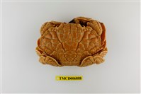 藏品(銅鑄熟若蟹)的圖片